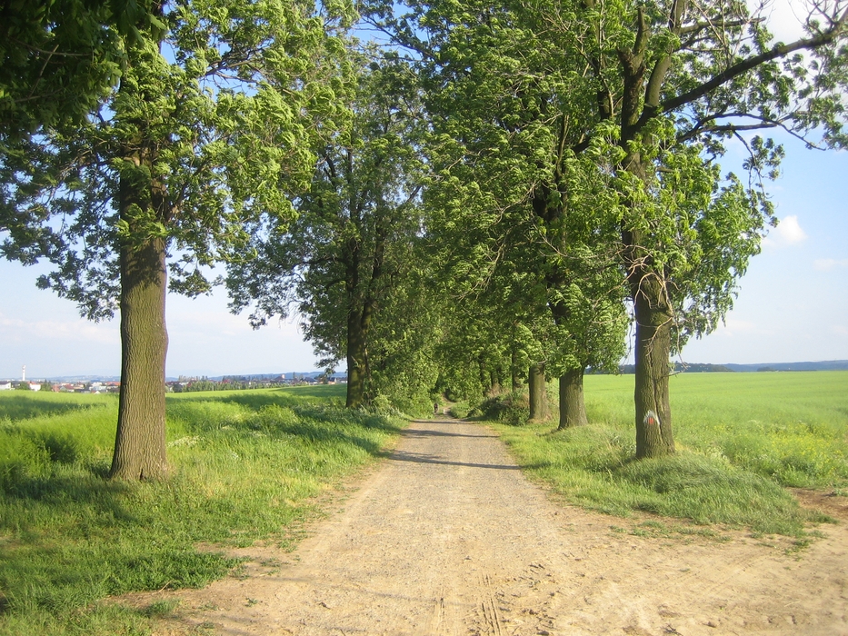 Eine wunderschöne Allee in der näheren Umgebung von Bolatitz